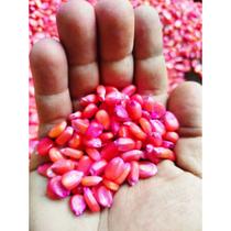 100 Sementes (50GR) Milho Pamonha IPANEMA - Milho Espiga Grande