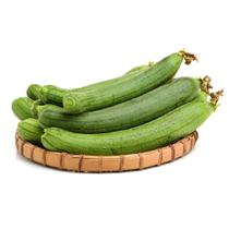 100 Sementes Bucha Vegetal Natural Orgânica Para Mudas