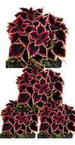 100 Sementes Coleus Black Meteoro Com Manual Cultivo
