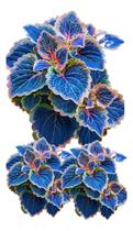 100 Sementes Coleus Magic Blue Com Manual Cultivo