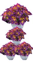 100 Sementes Coleus Solaris Purple Com Manual De Cultivo