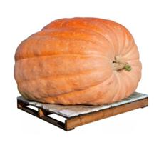 100 Sementes De Abóbora Gigante Dills Atlantic Guinnes