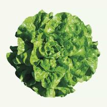 100 Sementes De Alface baba de verão 100 Sementes De Alface baba de verão