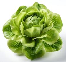100 sementes de alface lisa regina 500 topseed premium