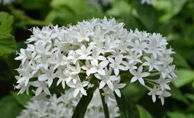 100 Sementes De Arbusto Estrela Do Egito Branca - AGROTECWB