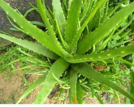 100 Sementes De Babosa Aloe Vera