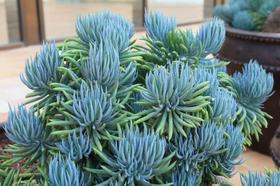 100 Sementes De Balsamo Azul - AGROTECWB