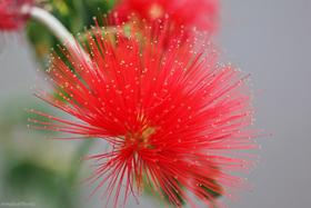 100 Sementes De Caliandra Vermelha