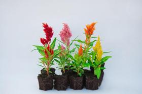 100 Sementes De Celósia Plumosa, Rabo De Galo