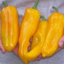 100 Sementes De Pimenta Amarela Comprida