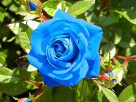 100 Sementes De Rosa Azul - Rosas Raras