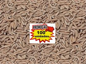 100 Sementes De Rosa Do Deserto Cores Sortidas