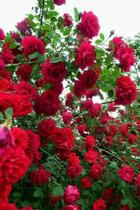 100 Sementes De Rosa Trepadeira Vermelha
