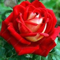 100 Sementes De Rosa Vermelha Rosas Raras - AGROTECWB