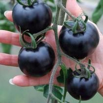100 Sementes De Tomate Cereja Preto - AGROTECWB