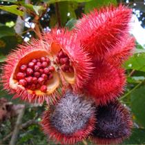 100 Sementes De Urucum- Colorau - AGROTECWB