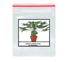 100 Sementes Do Mamão Vietnamita Kaek Dahm Grande Produção