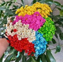 1000 Mini Florzinhas Sempre Viva Colorida