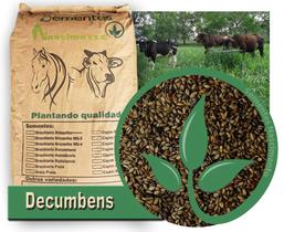 10kg Sementes Brachiaria Decumbens (braquiarinha) pastagem resitente a sombra e combate a erosão