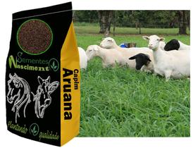 10kg Sementes Capim Aruana excelente pastagem para caprinos/ equinos /bovinos