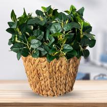 12 Buquês de Peperômia Artificial Permanente de Alta Qualidade para Decoração de Arranjos e Vasos - DE0625 12 Buquês de Peperômia Artificial Permanente de Alta Qualidade para Decoração de Arranjos e Vasos - DE0625