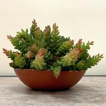 12 Folhagem Artificial de Suculenta Sedum Planta Artificial que Combina com Qualquer Estilo - DE8903