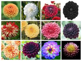 12 Sementes de Dália Dobrada Sortidas de várias cores