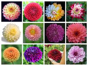12 Sementes de Dália Dobrada Sortidas de várias cores 12 Sementes de Dália Dobrada Sortidas de várias cores