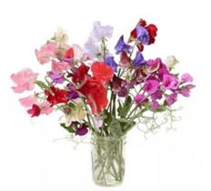 12 Sementes De Flor Ervilha de Cheiro