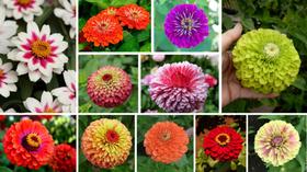 12 Sementes de Zinnia Dobrada Sortidas 12 Sementes de Zinnia Dobrada Sortidas