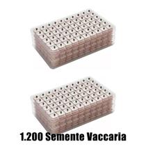 1200 Sementes Vaccaria Auriculoterapia Acupuntura Auricular