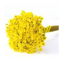 1200 Sempre Vivas - Amarelo