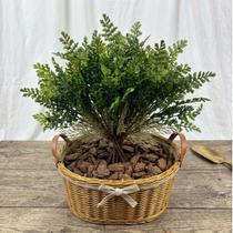 15 Hastes de Samambaia Artificial 35cm para Compor Vasos, Jardins Verticais e Painéis 15 Hastes de Samambaia Artificial 35cm para Compor Vasos, Jardins Verticais e Painéis