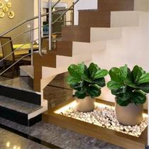 15 Plantas Permanentes Mini Árvore Premium Ficus Lirata Parece Real Decoração e Enfeite de Ambientes e Eventos - DE1925