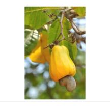 15 Sementes de Castanha de Caju Amarelo para Plantio 15 Sementes de Castanha de Caju Amarelo para Plantio