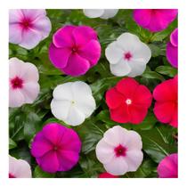150 Sementes De Vinca Sortida / Boa Noite 150 Sementes De Vinca Sortida / Boa Noite