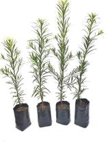 16 Mudas de Podocarpo 50cm Pinheiro Bravo + Ureia 200g brinde 16 Mudas de Podocarpo 50cm Pinheiro Bravo + Ureia 200g brinde