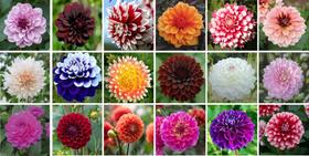 18 Sementes de Dália Dobrada Sortidas de várias cores 18 Sementes de Dália Dobrada Sortidas de várias cores