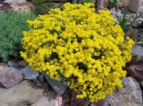 190 Sementes Flor Alyssum Corbeille D'or