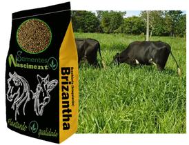 1kg Brachiaria brizantha marandu sementes para formar pastagem braquiarão