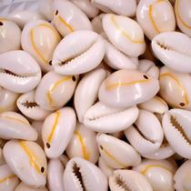 1Kg Búzio Concha Com Furo Para Artesanato Umbanda