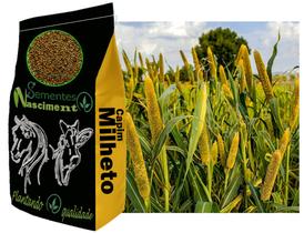 1kg de Campim Milheto ótimo para bovinos, equinos, caprinos, exelente na qualidade do solo