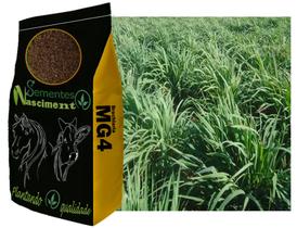 1kg sementes de Brachiaria MG-4 para pastagem e almento de produtividade