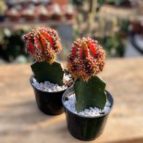2 Cactos Enxertado Colorido Para Top Colecionadores