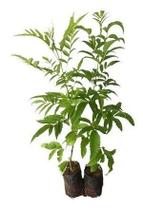 2 Ipês Amarelo De Jardim - Lindas Mudas Com 50 Cm De Altura