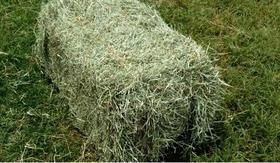 2 KG Feno Tifton 85 - Fininho Verdinho para Coelho e Porquinho da India.