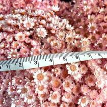 2 Maços Florzinha Sempre Viva Rosa I Flores Desidratadas