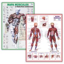2 Mapas de Anatomia Humana Dobrados: Sistema Muscular + Principais Músculos e Exercícios