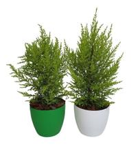 2 Mini Pinheiro Tuia Holandesa Com Vaso De Plástico Decorativo