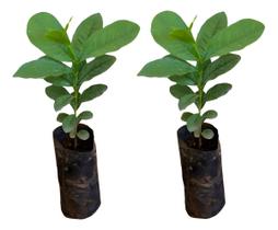 2 Mudas De Jambo Sino Branco - Fruta Exótica - Rara 2 Mudas De Jambo Sino Branco - Fruta Exótica - Rara
